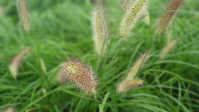 觀賞草類(lèi)